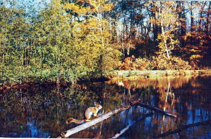 Underground Forest - Vintage Postcard (newer photo)